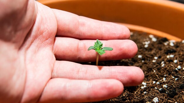 Premium Photo | Close-up of hand holding small plant image.