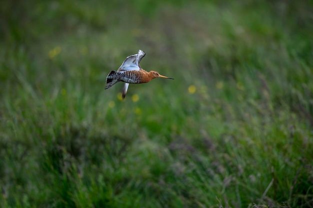 Premium Photo | Common snipe Gallinago gallinago is a small stocky ...