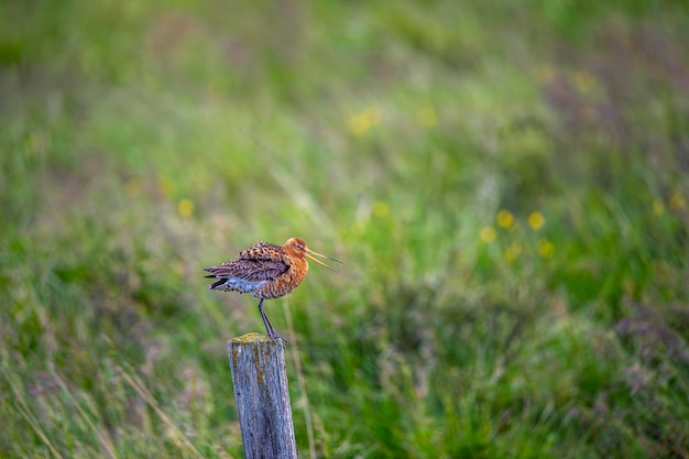 Premium Photo | Common snipe Gallinago gallinago is a small stocky ...