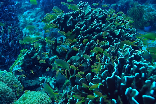 Premium Photo | Coral reef underwater / lagoon with corals, underwater ...