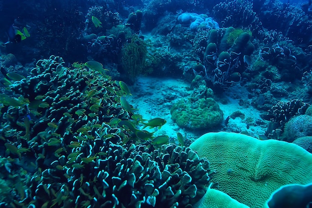 Premium Photo | Coral reef underwater / sea coral lagoon, ocean ecosystem