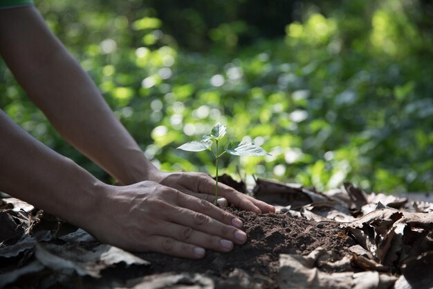 Premium Photo | Cropped hand planting in garden