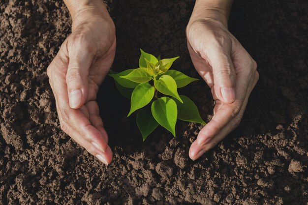 Premium Photo | Cropped hand planting in garden