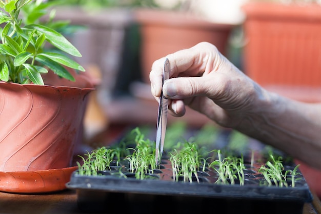 Premium Photo | Cropped hand planting in garden