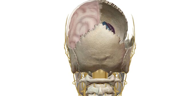 Premium Photo | Cross section of the brain inside the skull