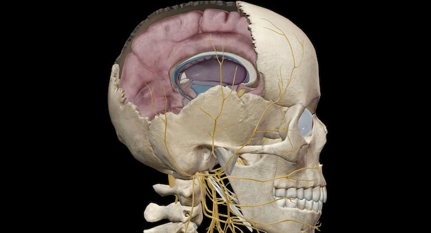 Premium Photo | Cross section of the brain inside the skull