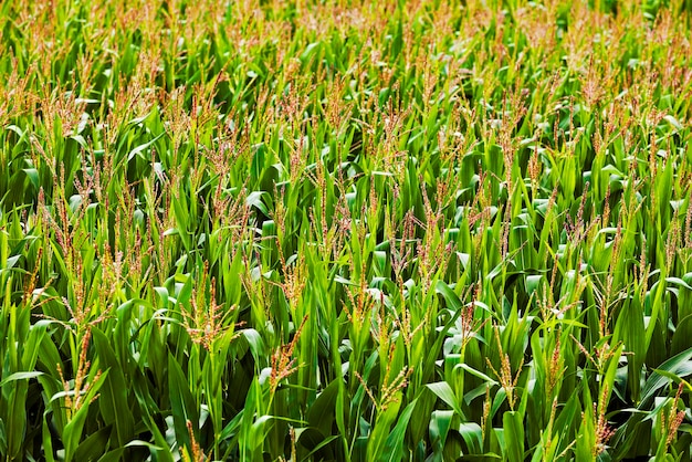 Premium Photo | Green corn