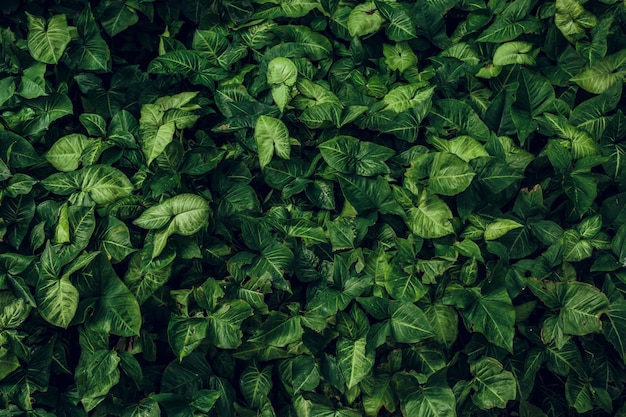 Premium Photo | Green leaf texture leaf texture background