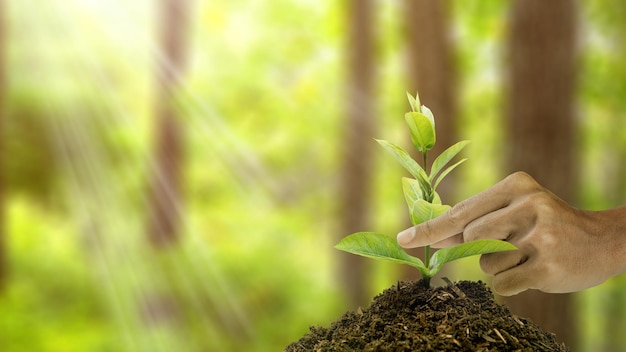 Premium Photo | Human hand planting plant seedlings on the soil