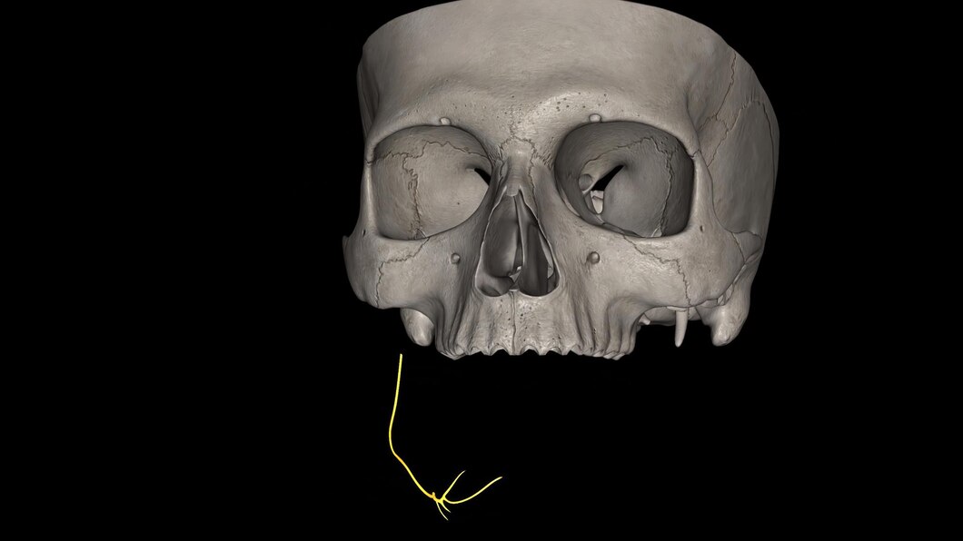 Premium Photo | The marginal mandibular branch of the facial nerve ...