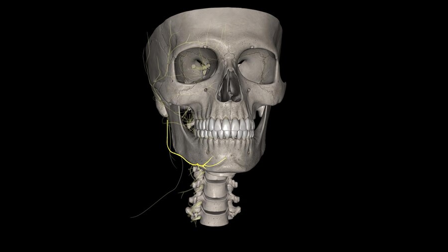 Premium Photo | The marginal mandibular branch of the facial nerve ...