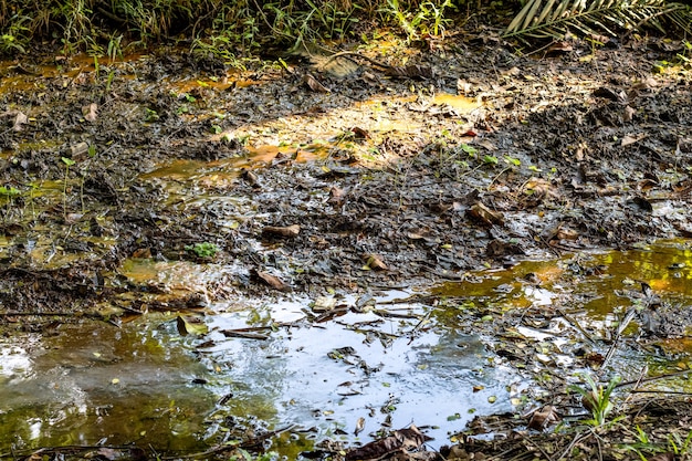 Rotten leaves and dump water stuck on an unplanned drain