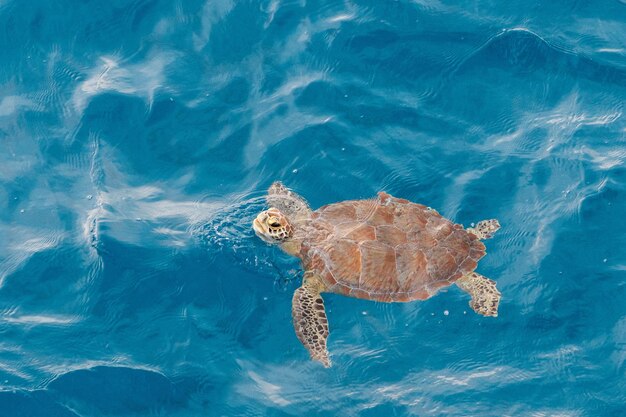 Premium Photo | Sea turtle at the gulf of mexico