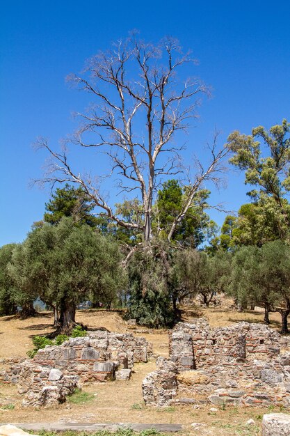 Premium Photo | Sparta greece july 20 2022 ruins of the old city of ...