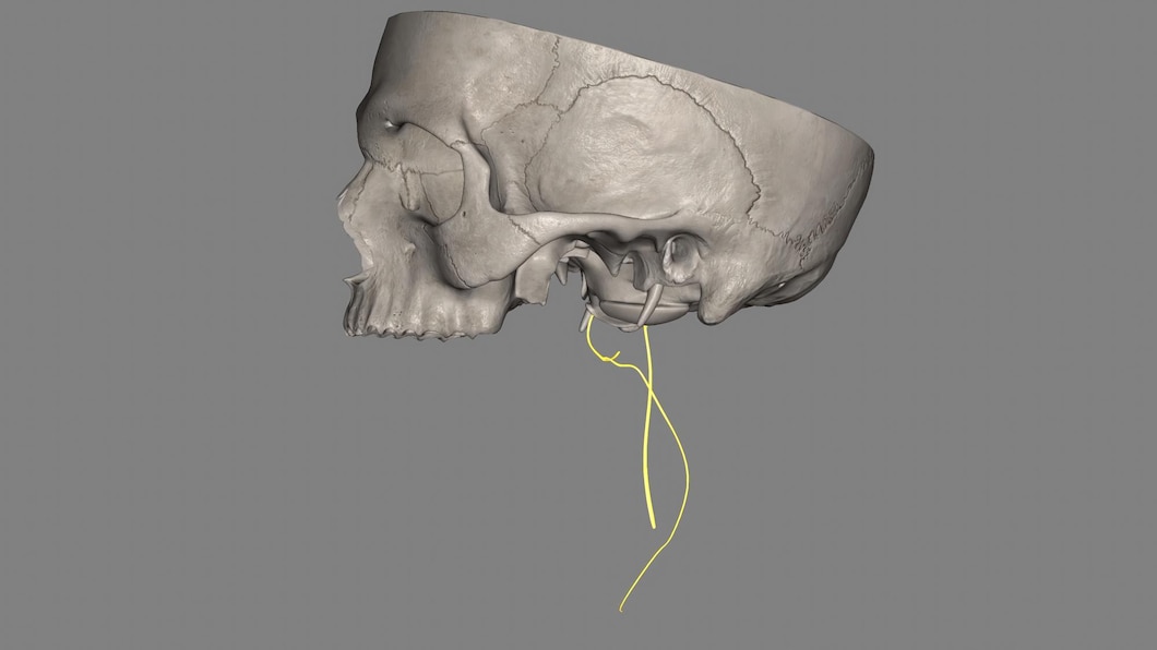 Premium Photo | The spinal accessory nerve is a purely motor entity it ...