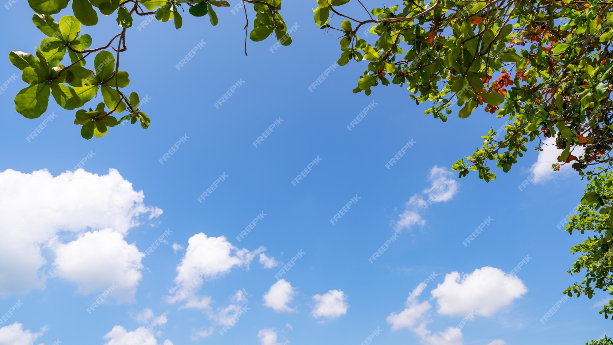 Premium Photo | Trees branches frame beautiful green leaves ...