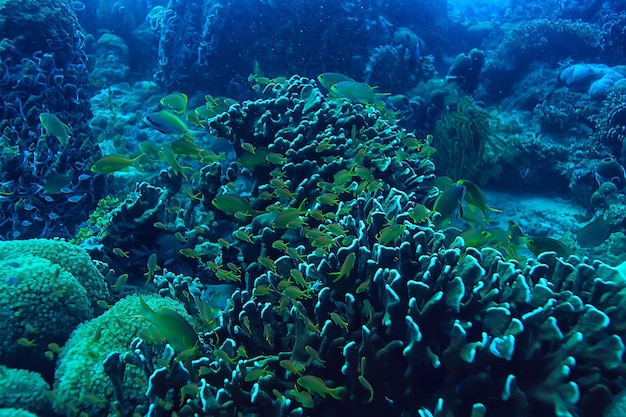 Premium Photo | Underwater sponge marine life / coral reef underwater ...