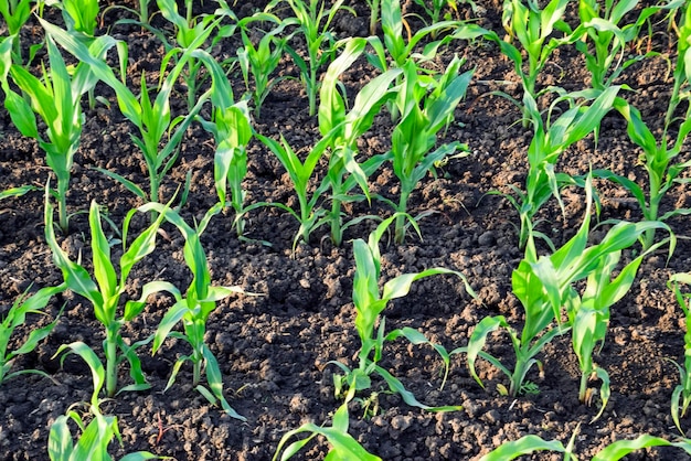 Premium Photo | Young green corn on the field corn field in the spring ...