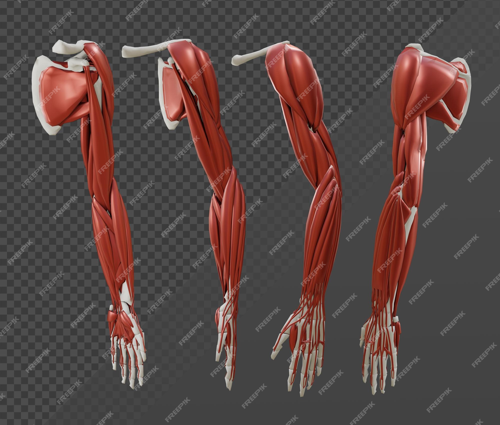 Human Arm Muscles And Bones