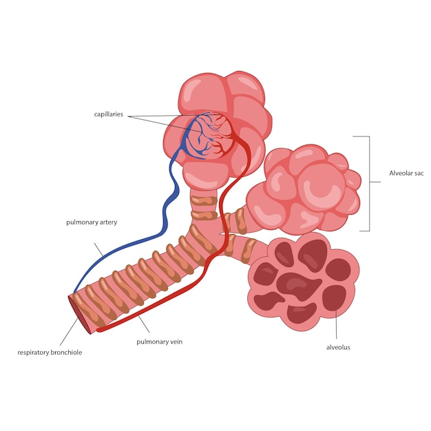 Premium Vector | Alveoli