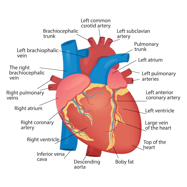 Premium Vector | Anatomy of the heart of the human heart on a white ...