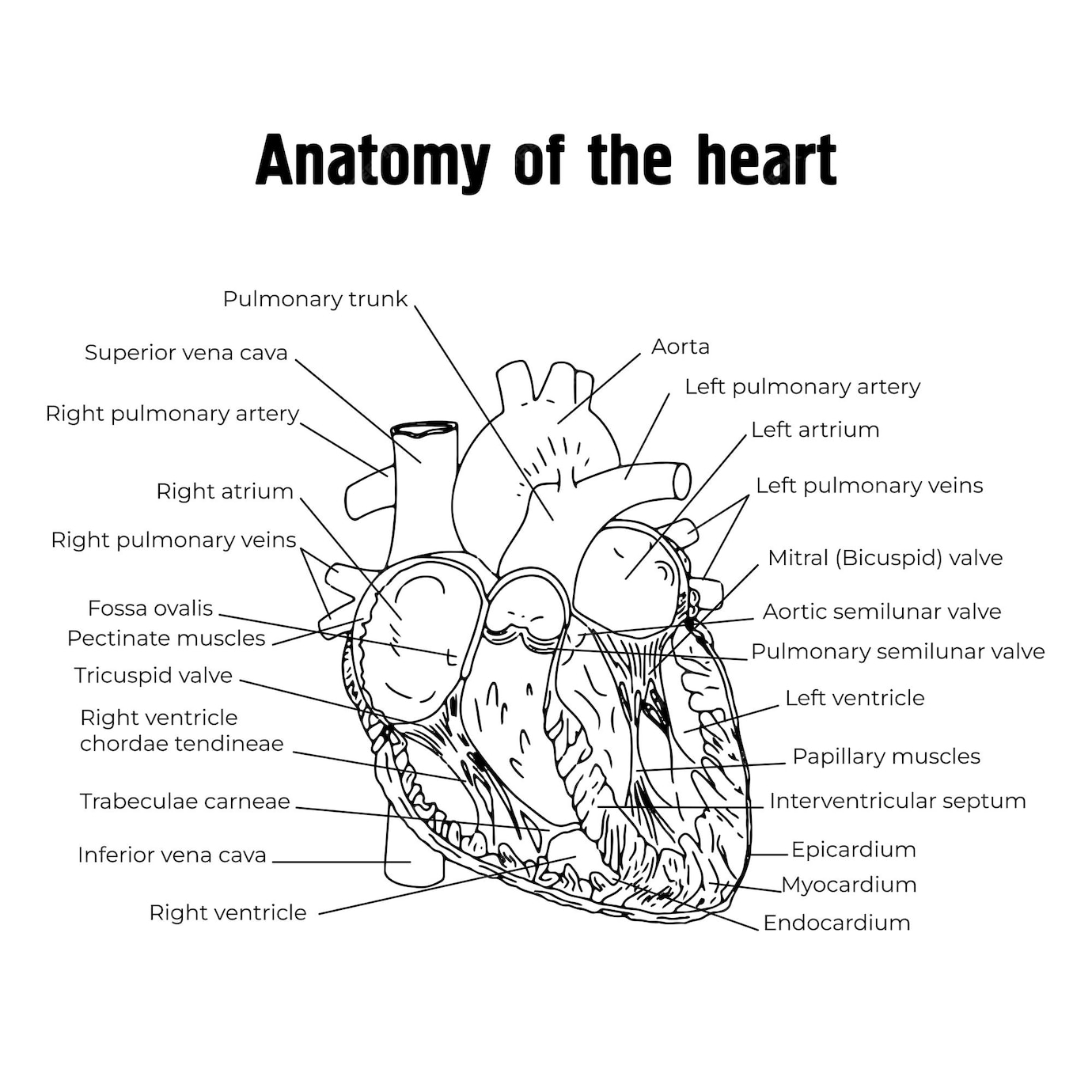 Premium Vector | Anatomy of the heart the structure of the heart the ...