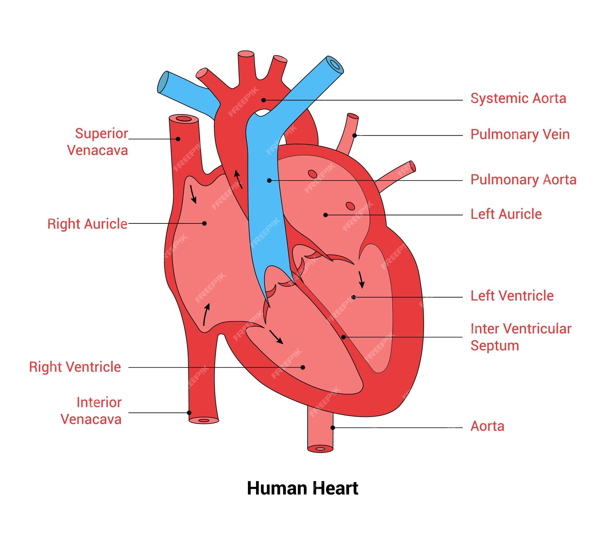 Premium Vector | Anatomy of human heart line art vector illustration