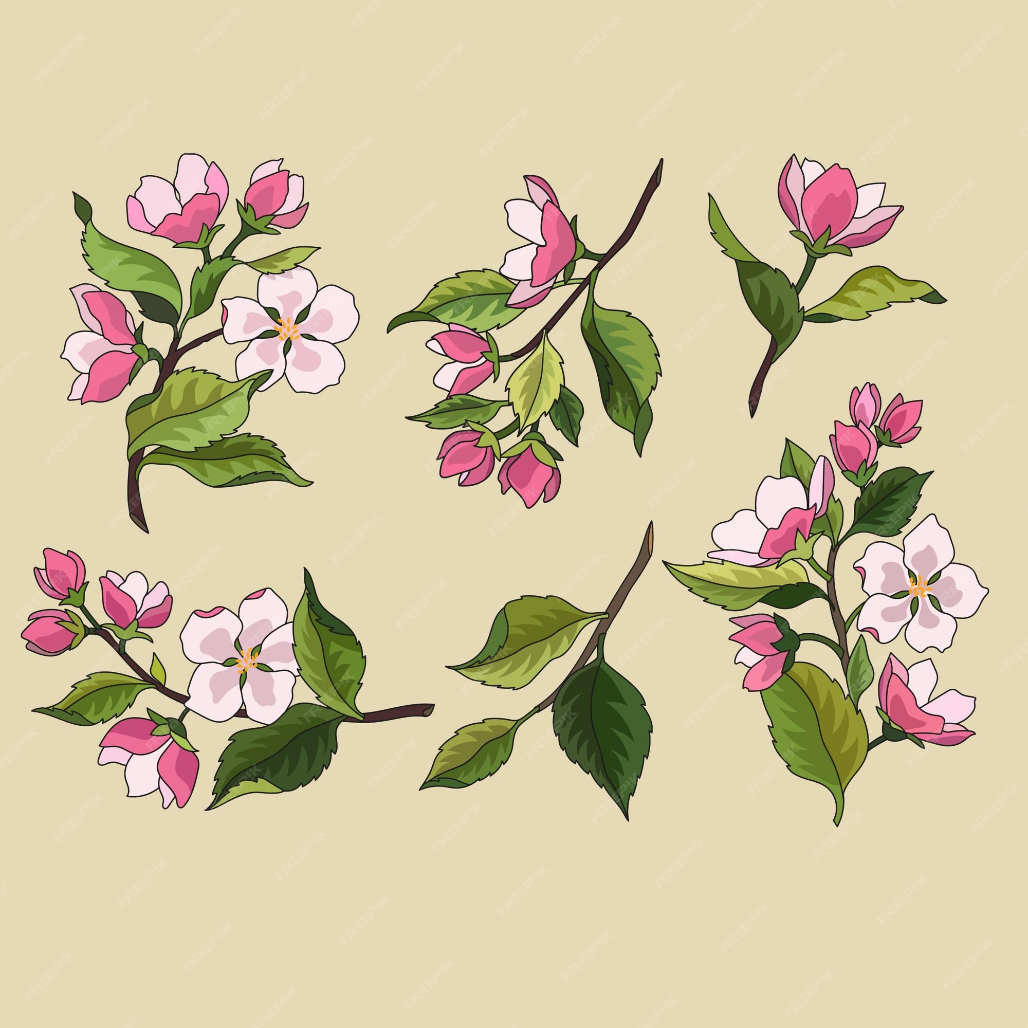 Flowering Apple Tree Drawing