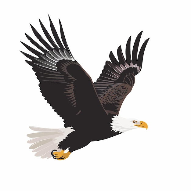 Premium Vector | Bald eagle 4