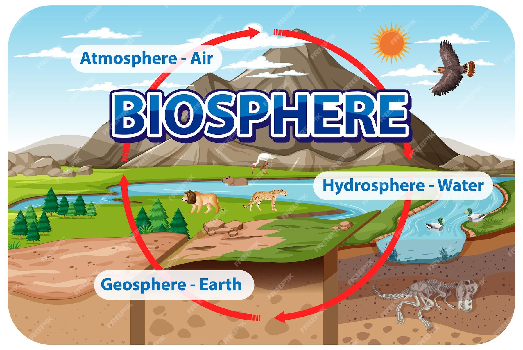 Premium Vector | Biosphere ecology infographic for learning