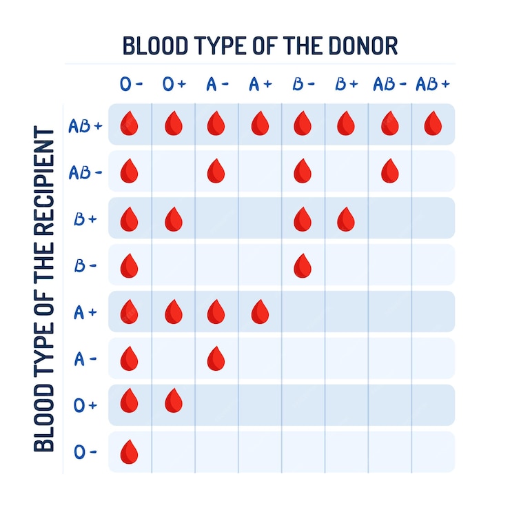 Premium Vector | Blood group compatibility table, blood group ...