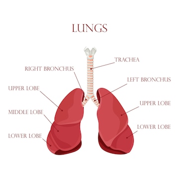 Premium Vector | Diagram of human lungs and trachea respiratory system ...