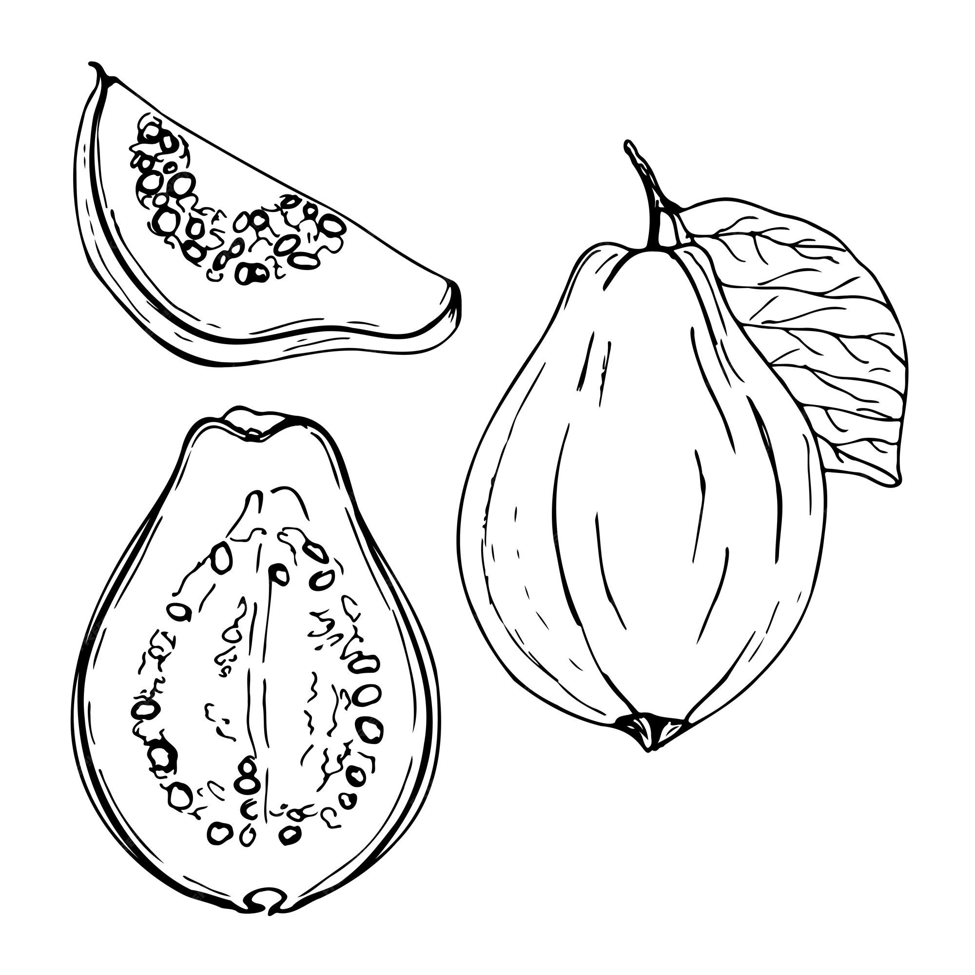 Guava Drawing Outline