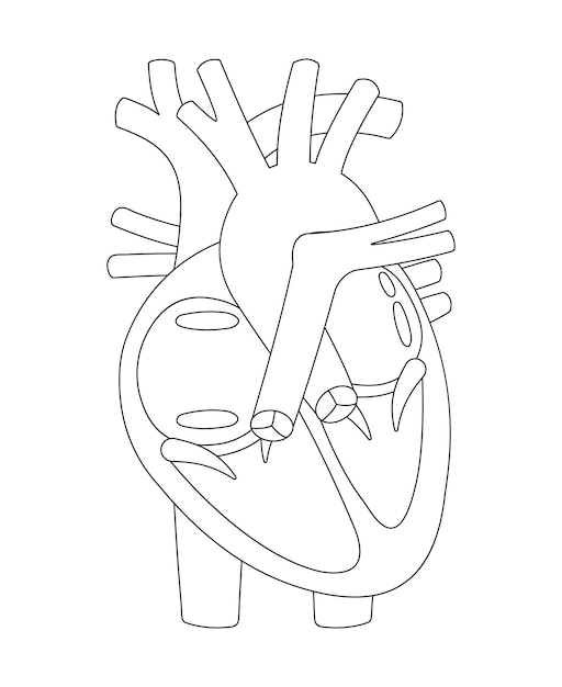 Premium Vector | Human anatomy worksheet label all the structures ...