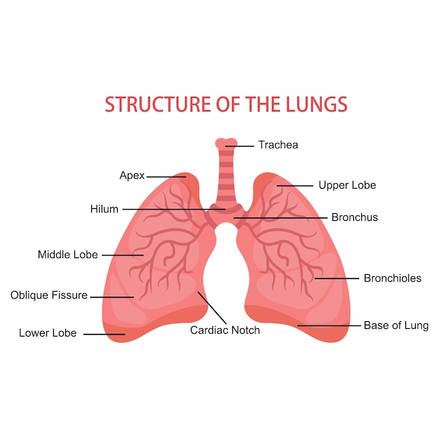 Premium Vector | Human lungs anatomy medical vector illustration of the ...