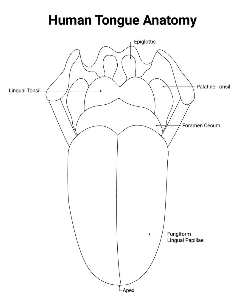 Premium Vector | Human tongue anatomy epiglottis lingual tonsil ...