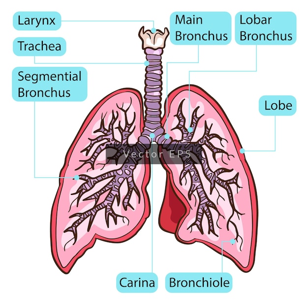 Page 12 | Pulmonary Images - Free Download on Freepik