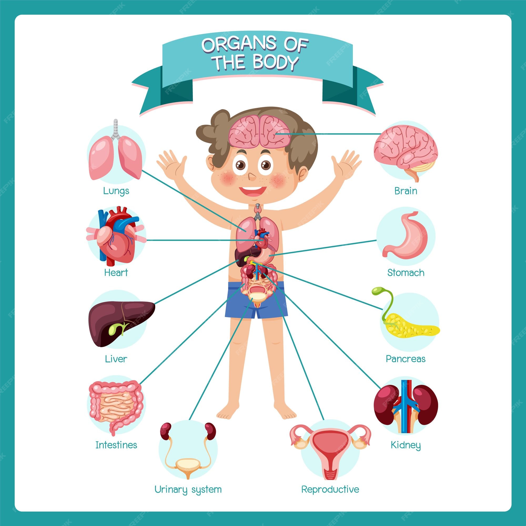 Premium Vector | Internal organs of the body for kids