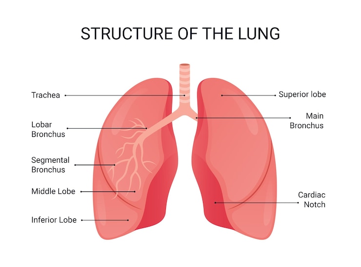 Premium Vector | Lung structure vector, lung human anatomy illustration