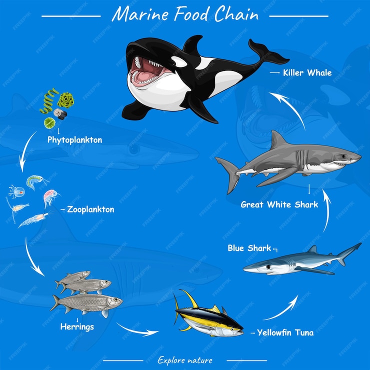 Premium Vector | Marine food chain Vector illustration of food chain in ...