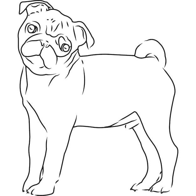 Premium Vector | Pug Dog Hand Sketched Vector Drawing