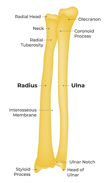 Premium Vector | Radius Ulna Bone Anatomy Vector Illustration