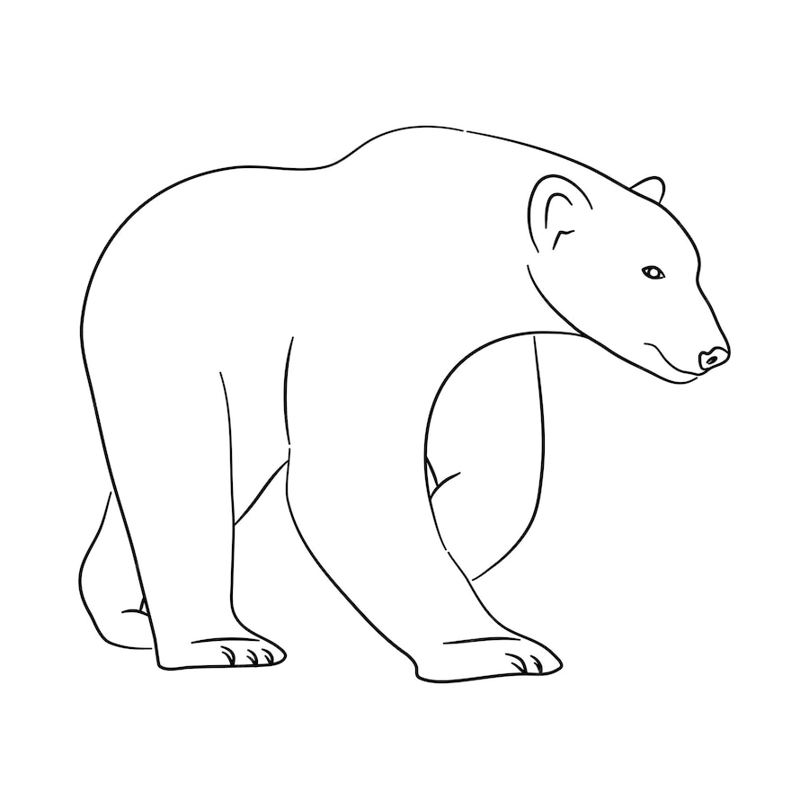 Premium Vector | Sketch drawing of a polar bear isolated on a white ...