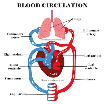 Premium Vector | Title blood circulation systemhuman blood circulation ...