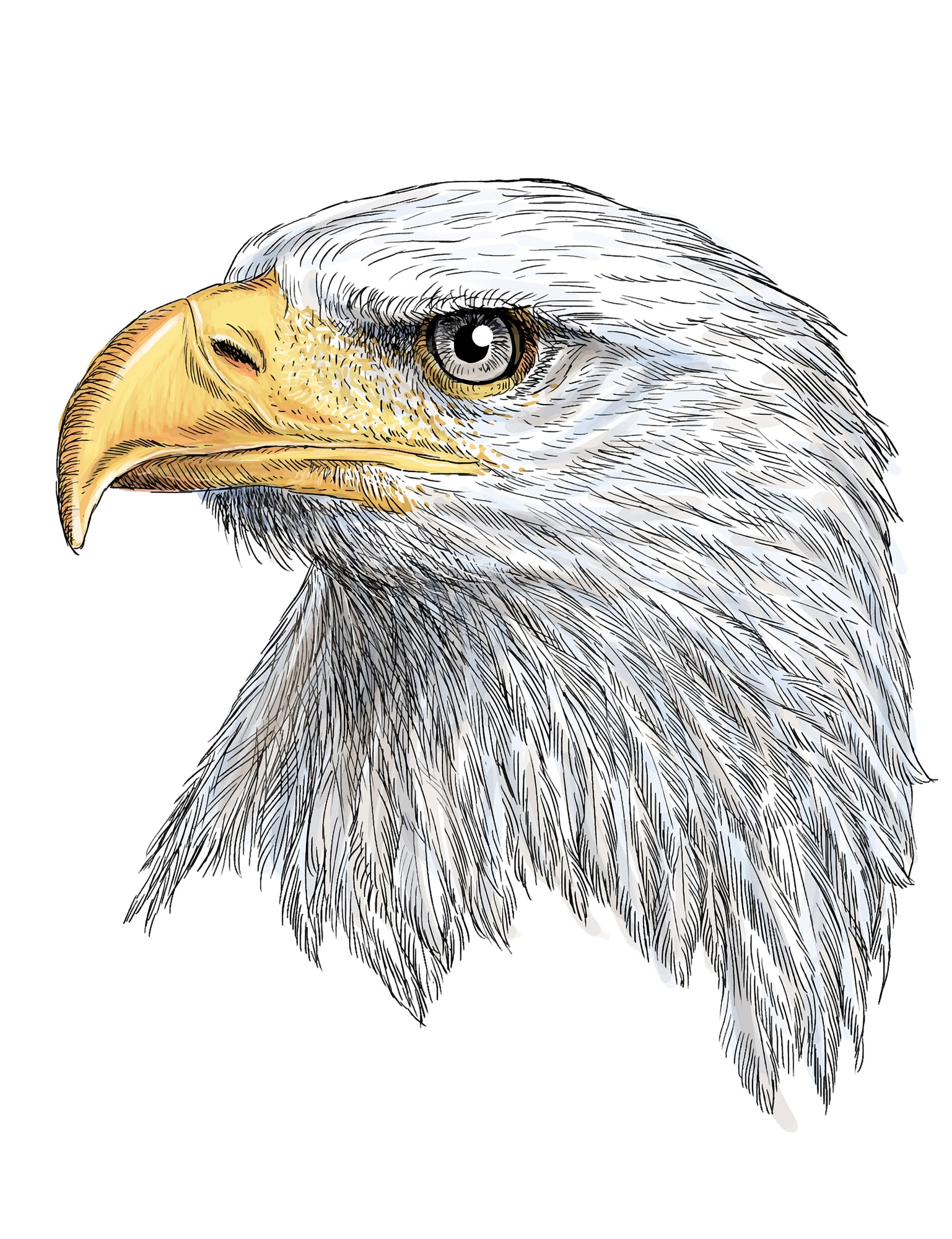 Cabeza de águila calva mano dibujar y pintar en blanco | Vector Premium