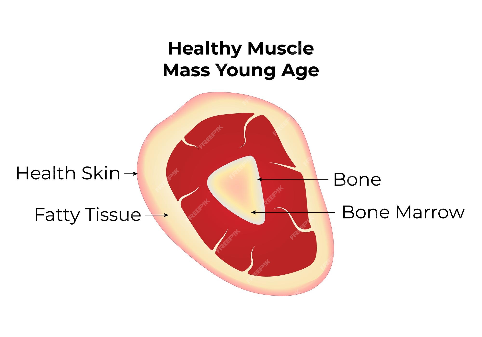 Salud de la masa muscular y la fuerza ilustración del vector de ...