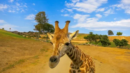 Visit the San Diego Zoo Safari Park