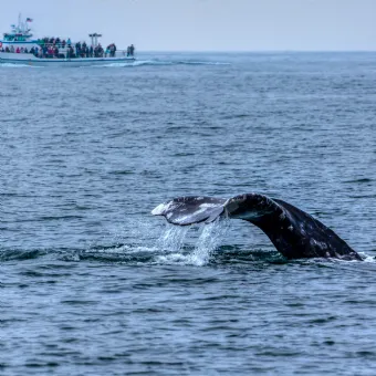 Gray Whale during Whale Watching Tour in San Diego