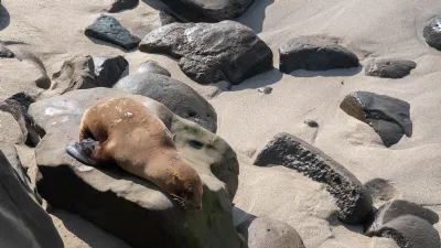 Sea Lion Sunning Itself at the La Jolla Cove