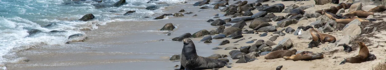 4 Best Spots to See Seals and Sea Lions in La Joll